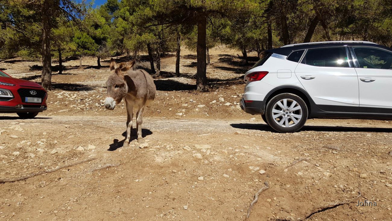 Safari Aitana 10