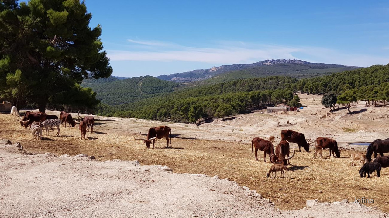 Safari Aitana 18
