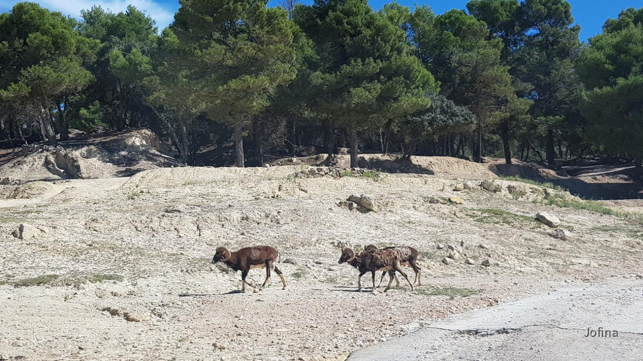 Safari Aitana 29