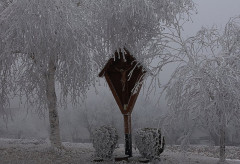 Raureif in Stauden (Josef)