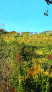 Herbst Meesburg