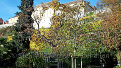 Steaatsweingut Meersburg 2