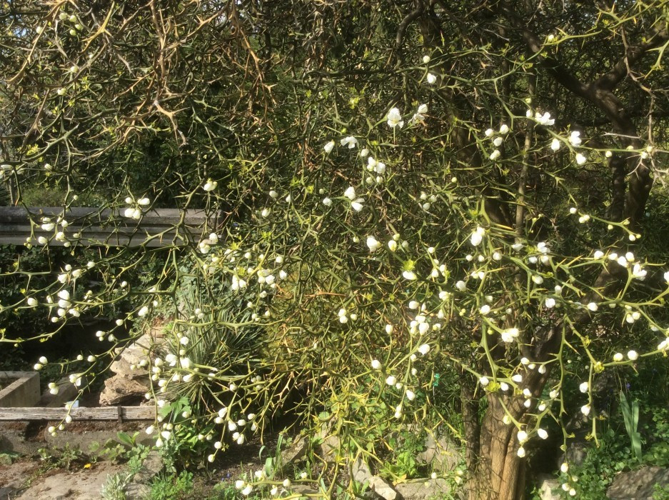 Poncirus trifoliata