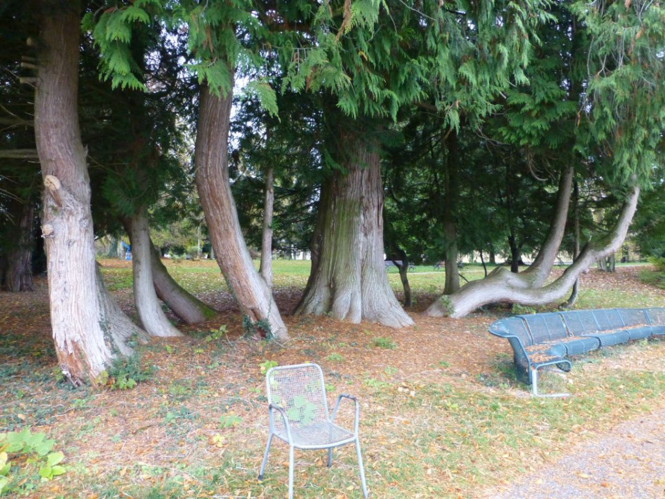 Garatshausen Schlosspark Bäume am Seeufer