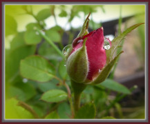 Testbild