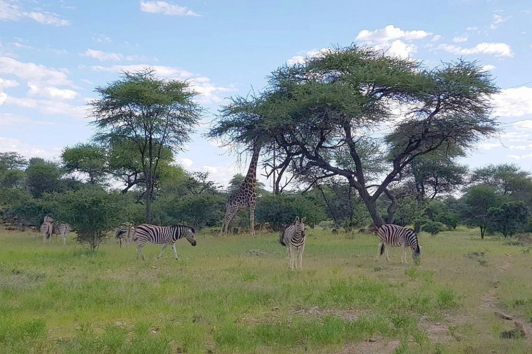 300 Puzzle > Zebras und Giraffen