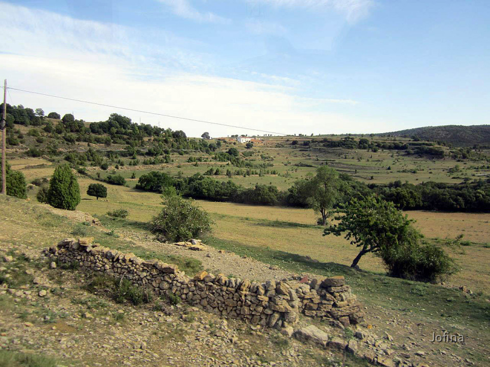 Morella  03