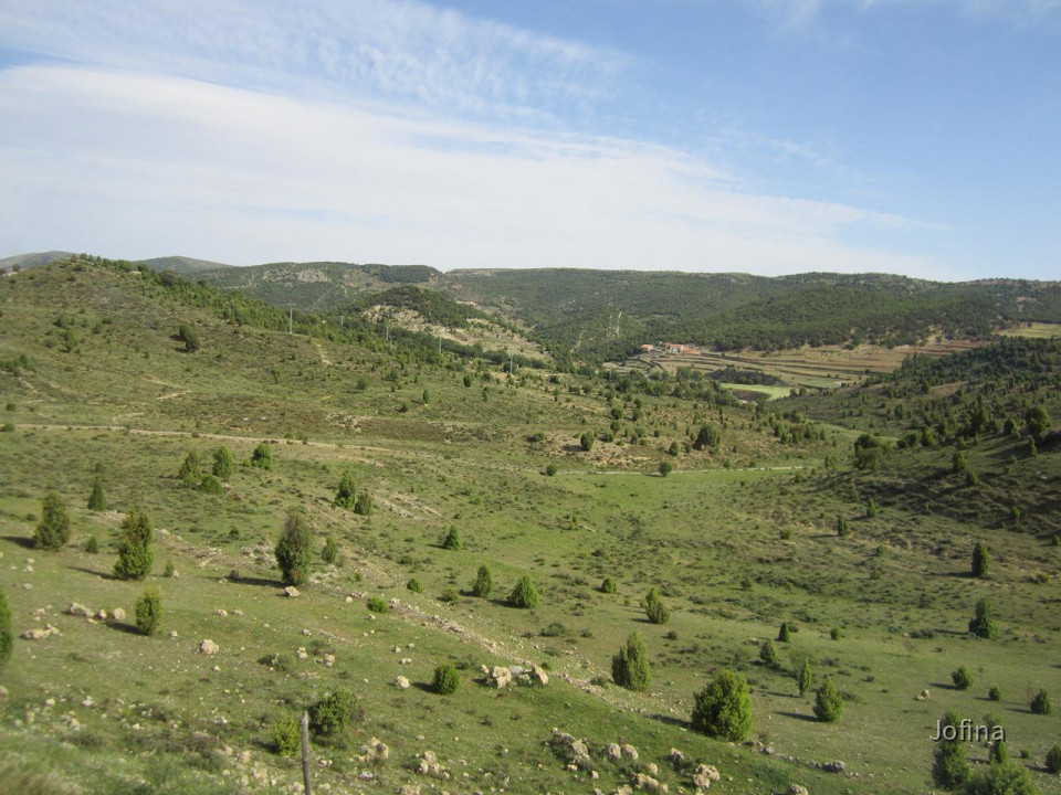 Morella  05