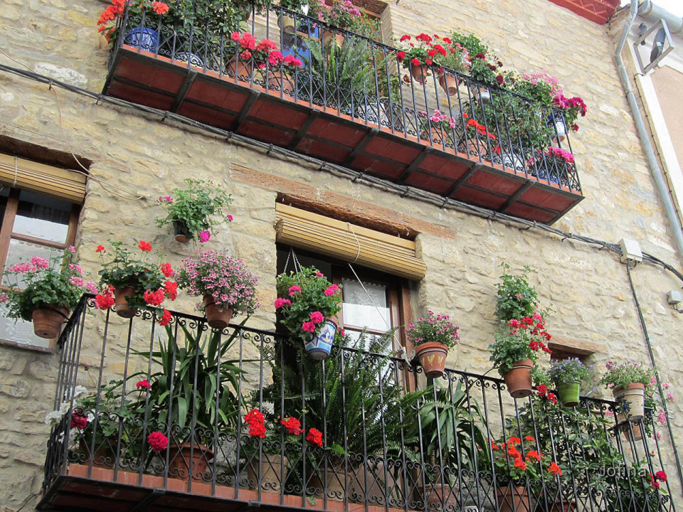 Morella  14
