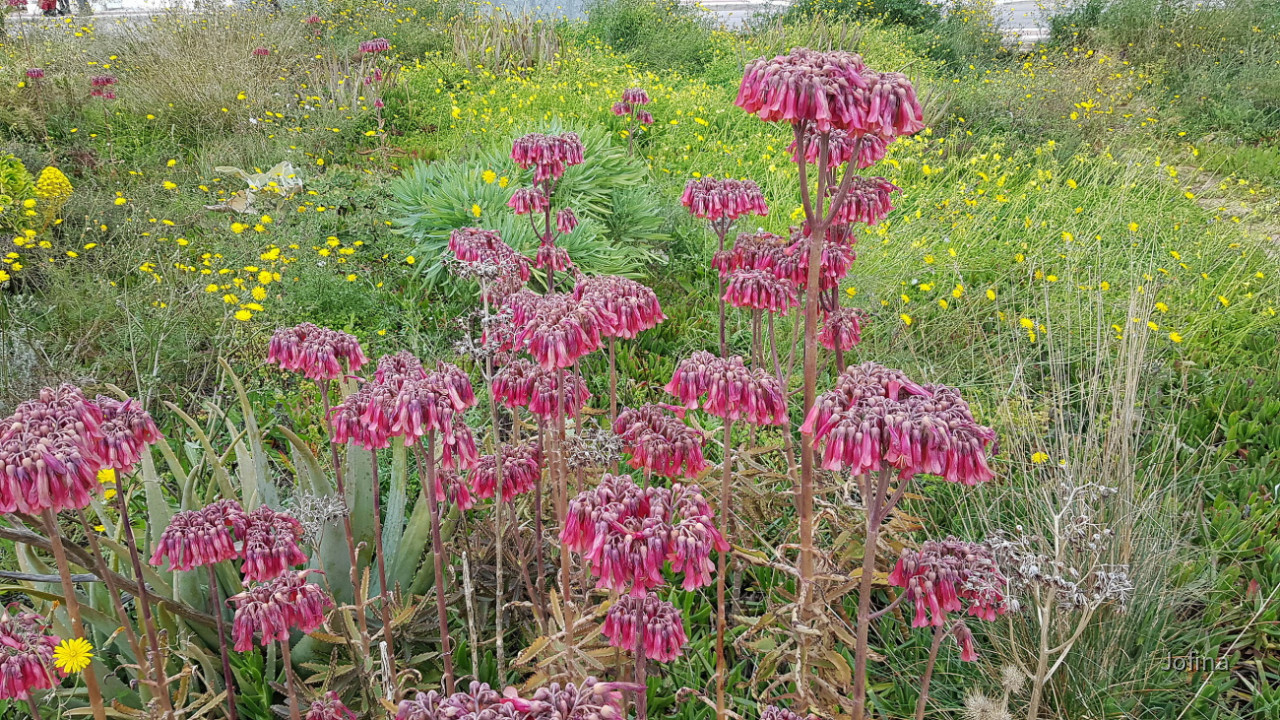 Vorfrühling 01
