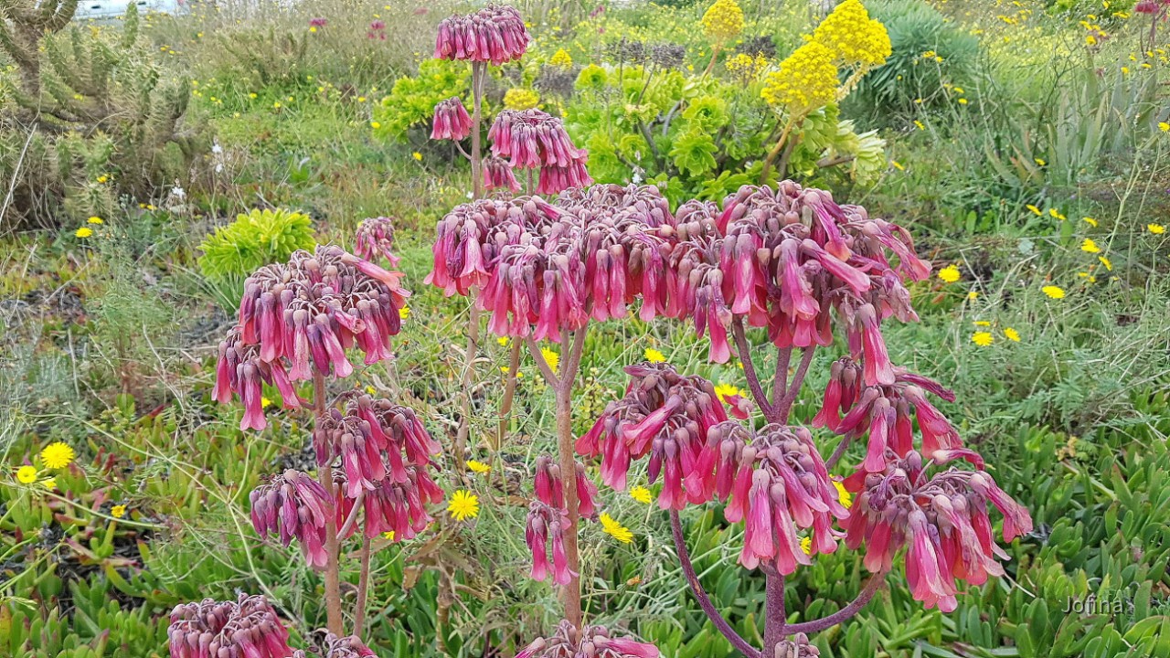 Vorfrühling 02