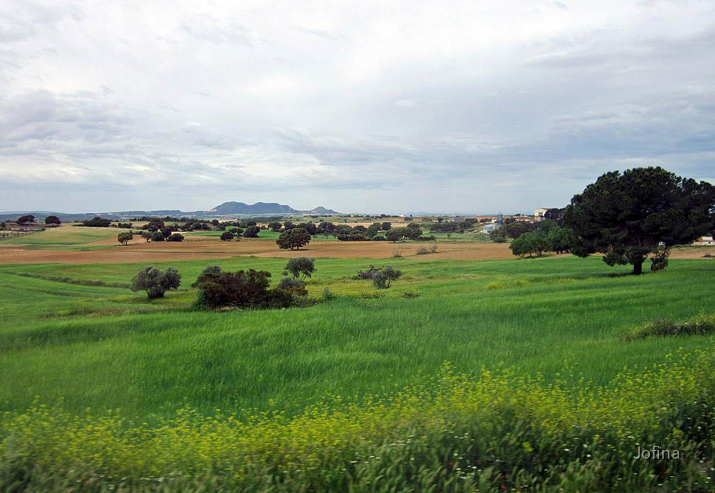 Landschaft Albacete 13