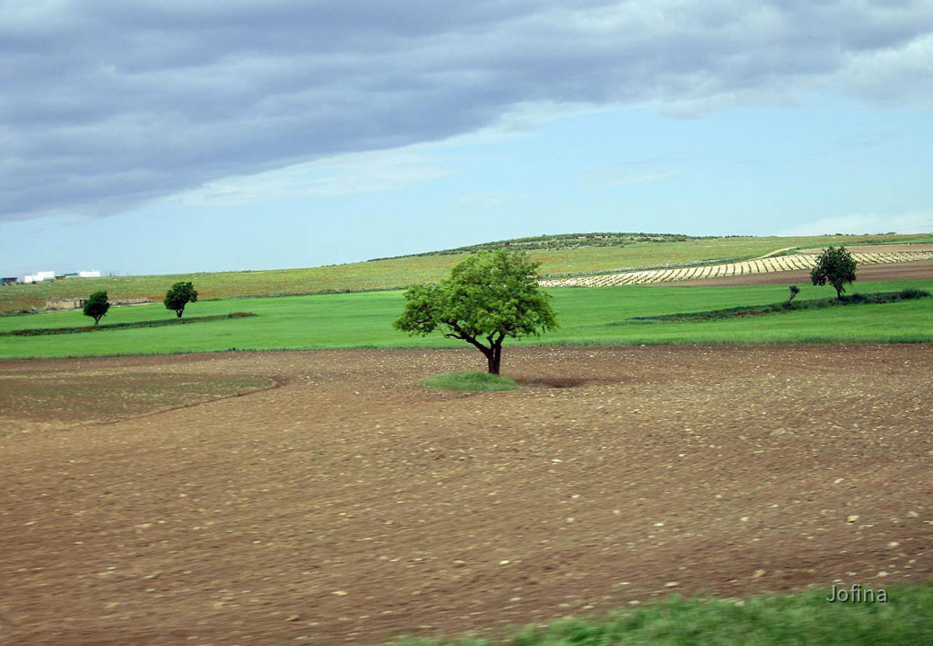 Landschaft Albacete 20