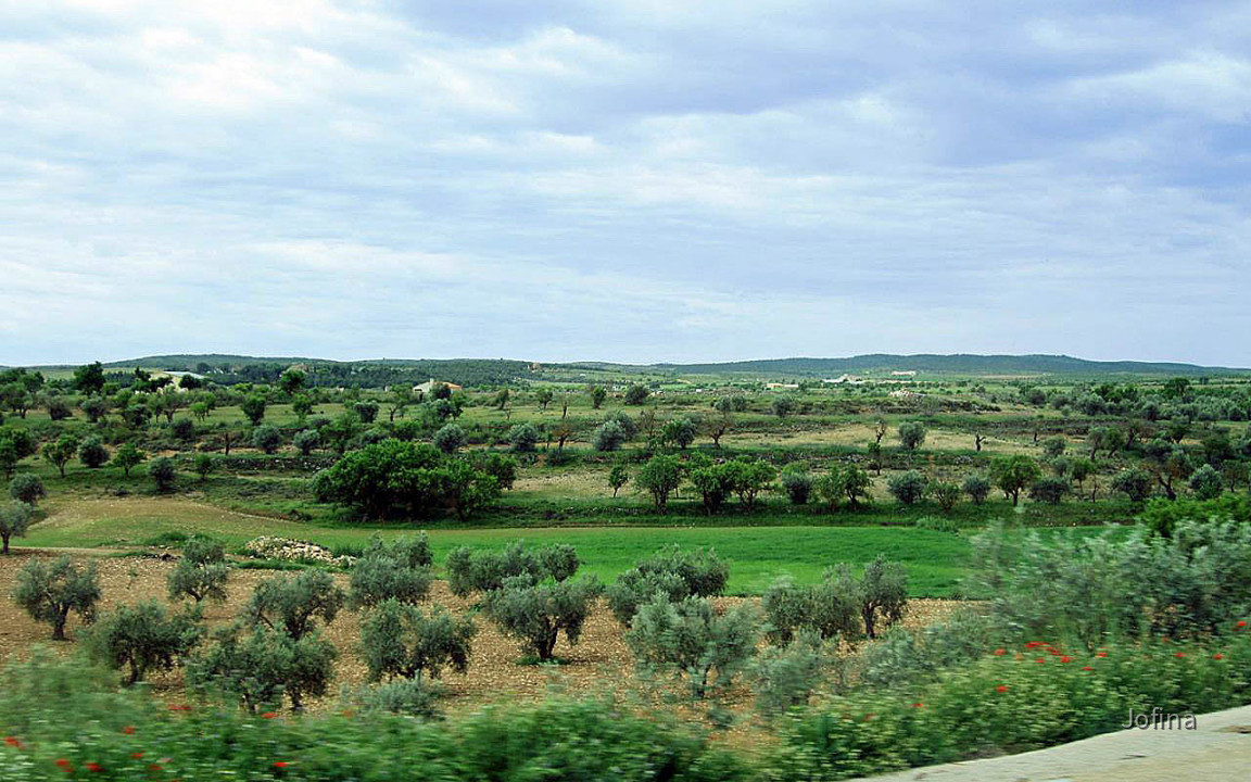 Landschaft Albacete 21
