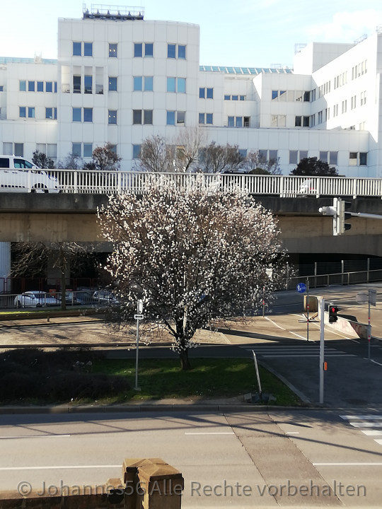 Mandelbaumblüte Wien