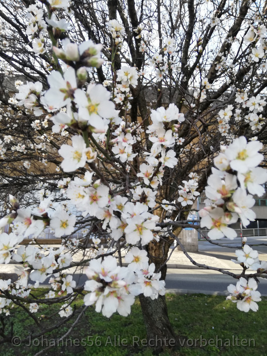 Mandelbaumblüte Wien