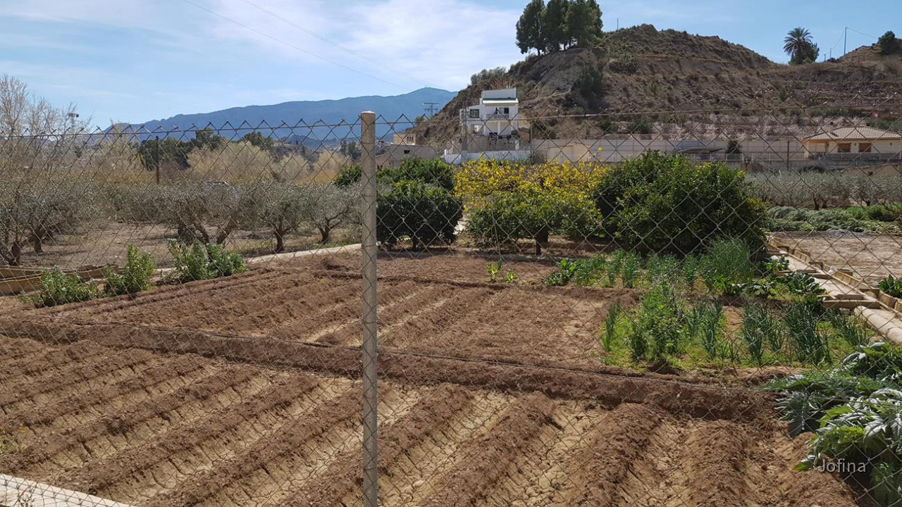 Abarán 10