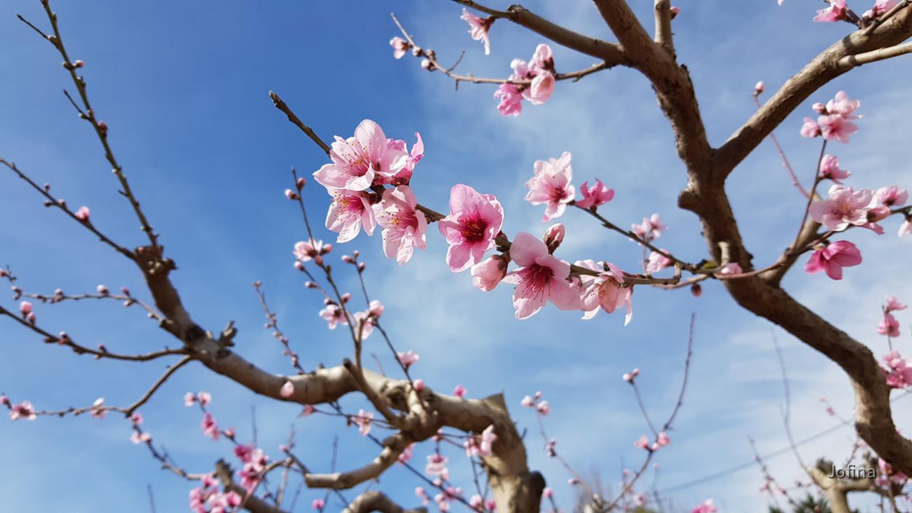 Pfirsichblüte 23_03