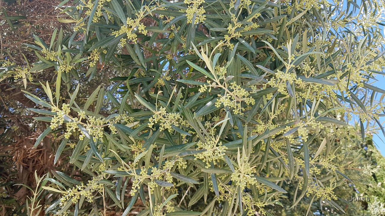 Aguamarina 18