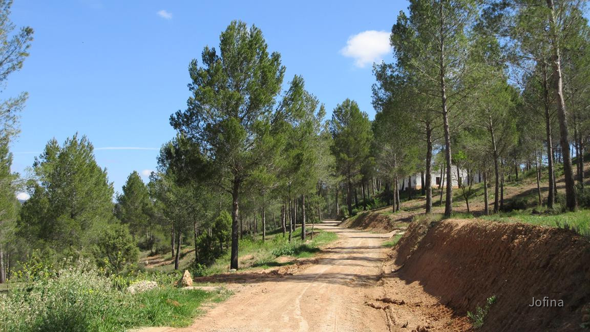 Cofrentes  38