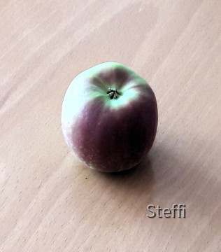 Erster selbst geernteter Apfel