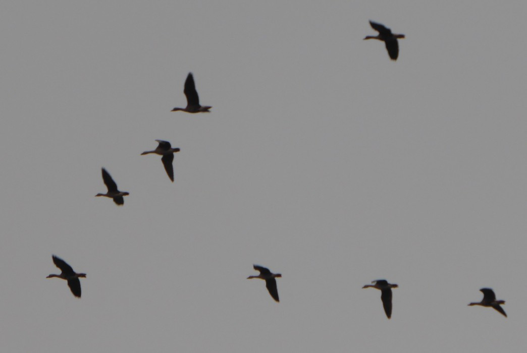 Flugbilder
