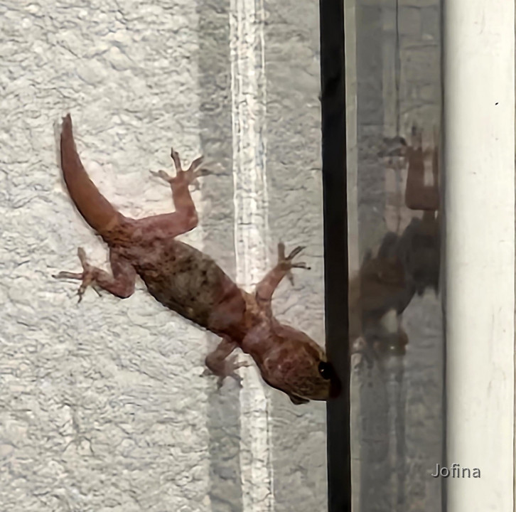 Gecko 01