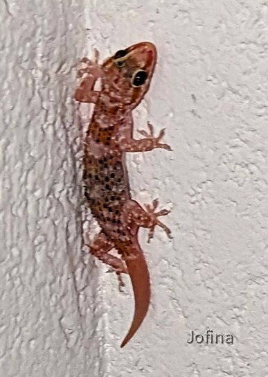 Gecko 02