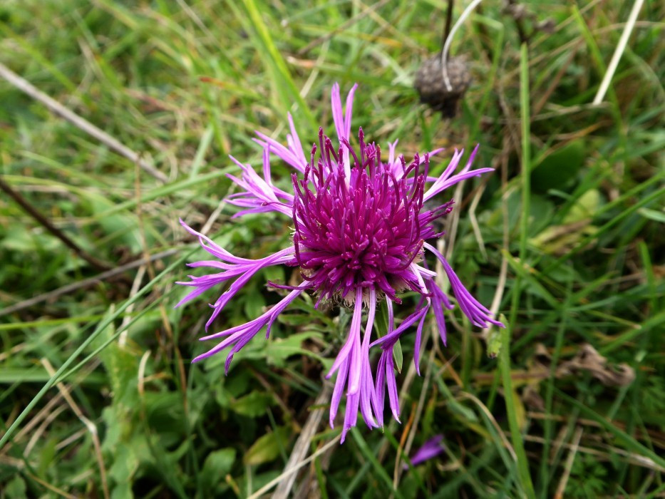 14 Wiesenflockenblume