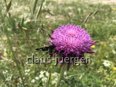 Pag Blato Jezero (1)