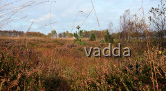 Diepholzer Moorniederung 4078