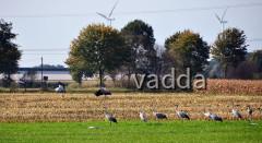 Diepholzer Moorniederung 4113