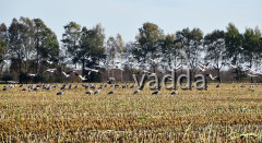 Diepholzer Moorniederung 4126