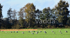 Diepholzer Moorniederung 4166