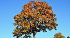 Diepholzer Moorniederung 4177