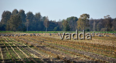 Diepholzer Moorniederung 4248