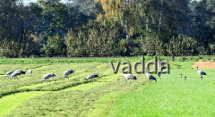 Diepholzer Moorniederung 4497