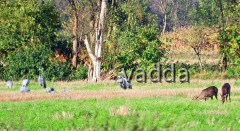 Diepholzer Moorniederung 4511