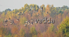 Diepholzer Moorniederung 4550