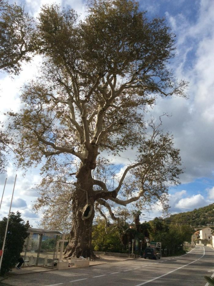 Ein Baum und ein Heiliger