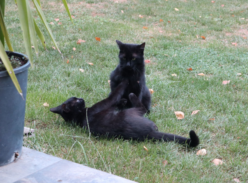 Balatonboglár Katzen