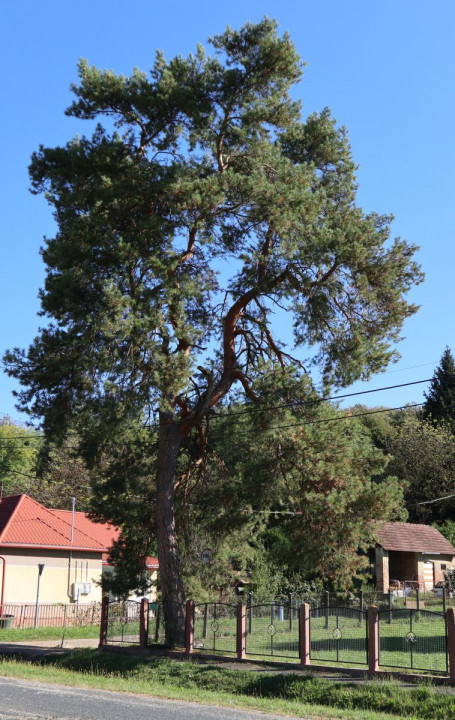 Zalaújlak Gedenkbaum