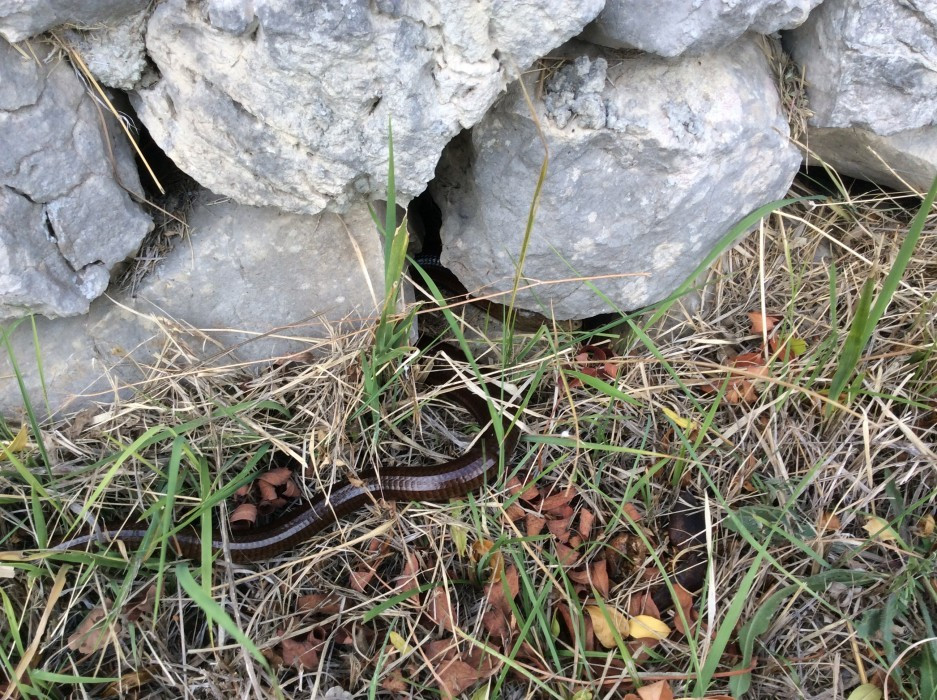 Scheues Tier in Kroatien