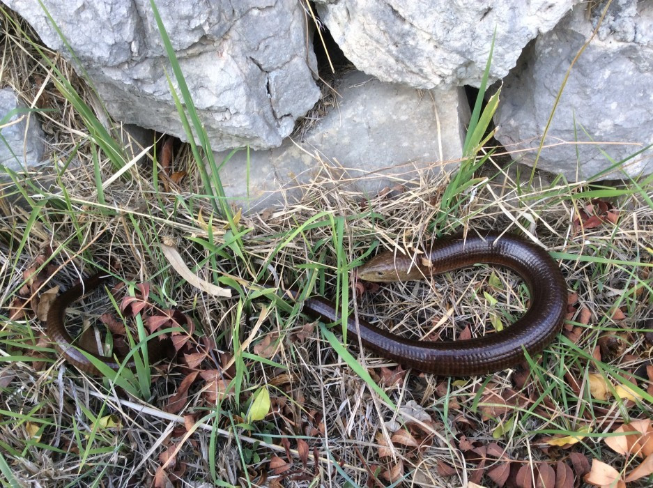Scheltopusik in Trsteno bei Dubrovnik