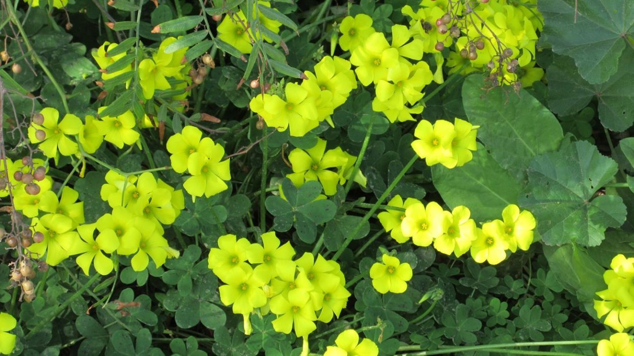 Frühling_02