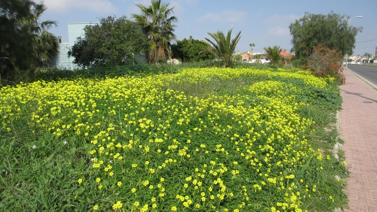 Frühling_03