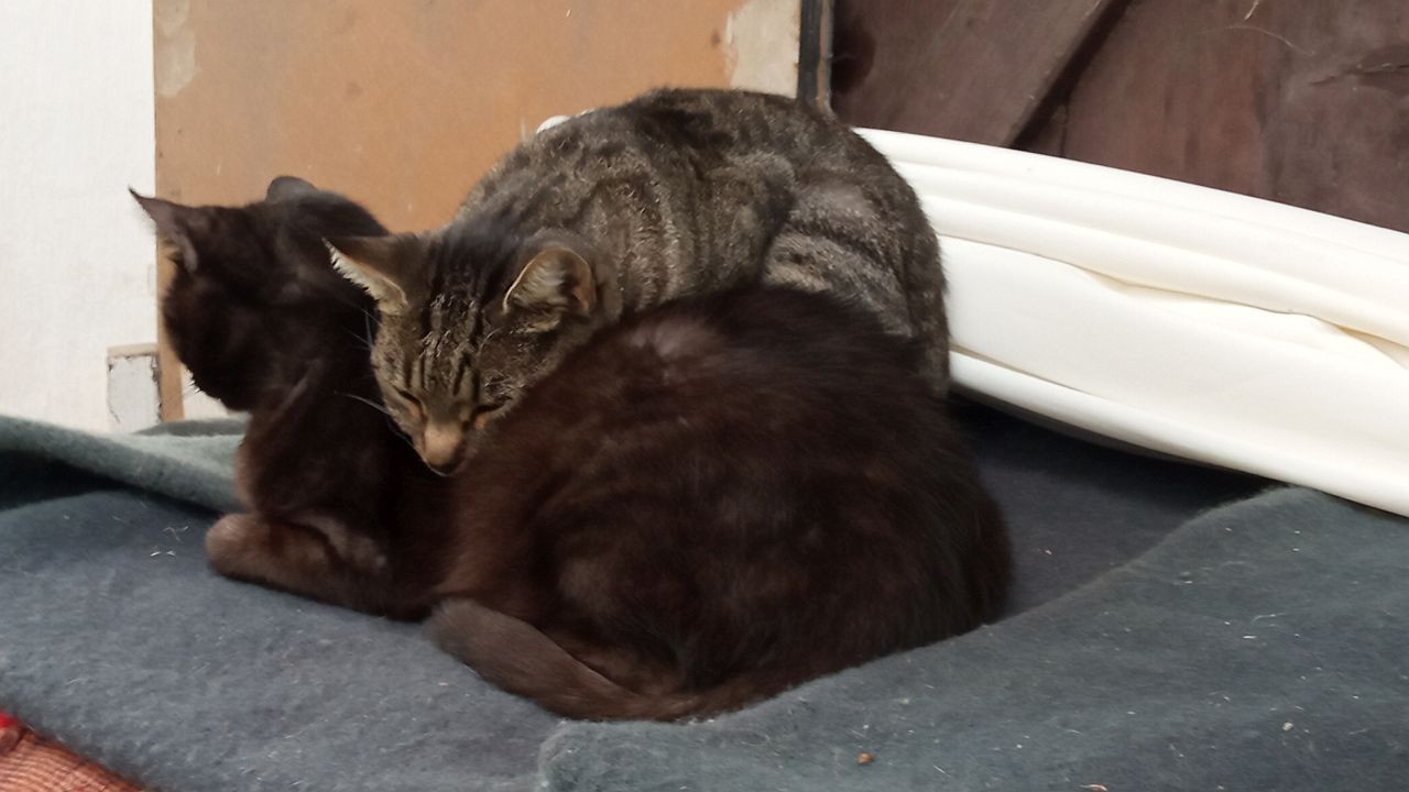 Ádánd Katzen1