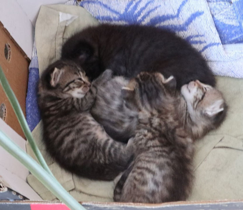 Balatonboglár Katzen4