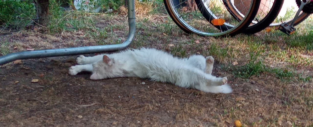 Balatonboglár Katzen6