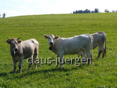 Eistobel Mayerhöfen